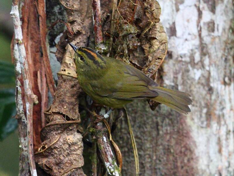 Canapino a due fasce, Foto 2