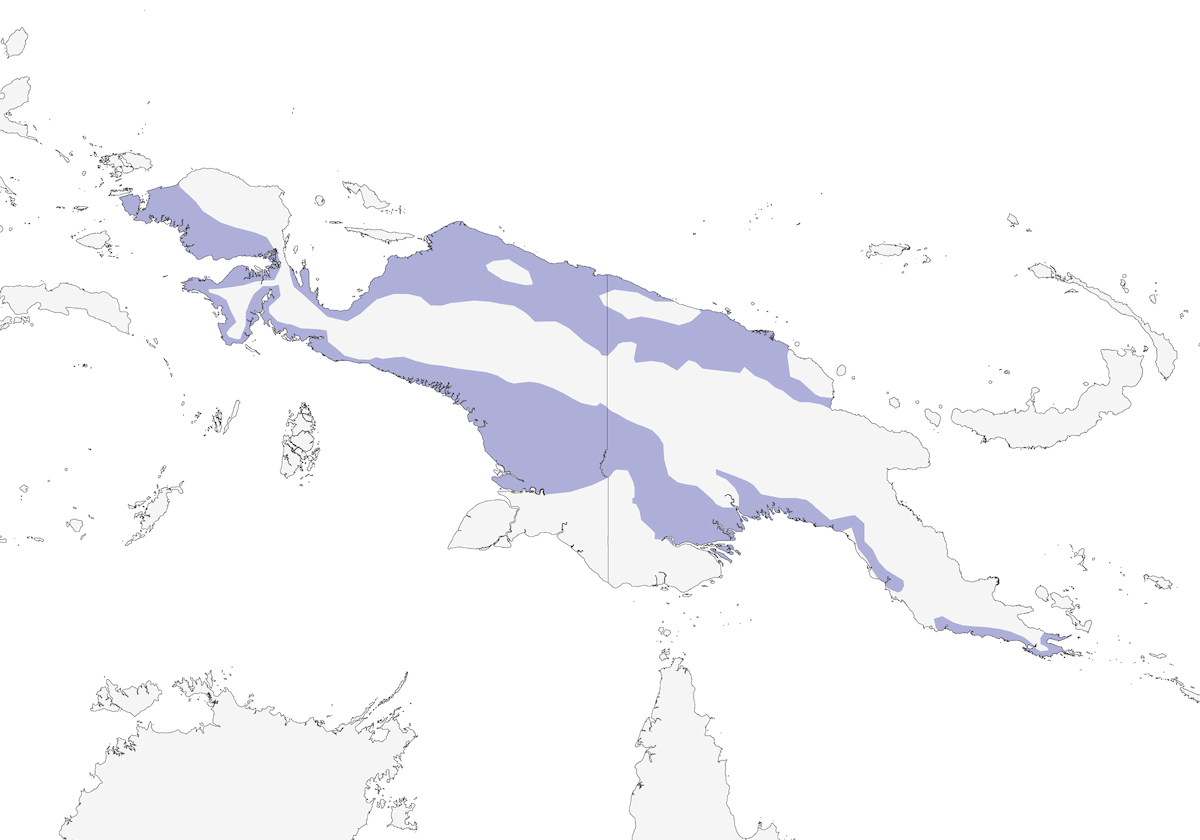 Ave del Paraíso de Doce Filamentos, Distribución 1