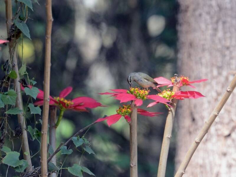 Mosquitero de Tytler