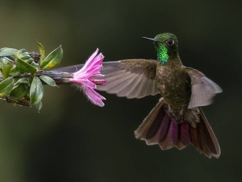 Tyrian Metaltail, 照片 2