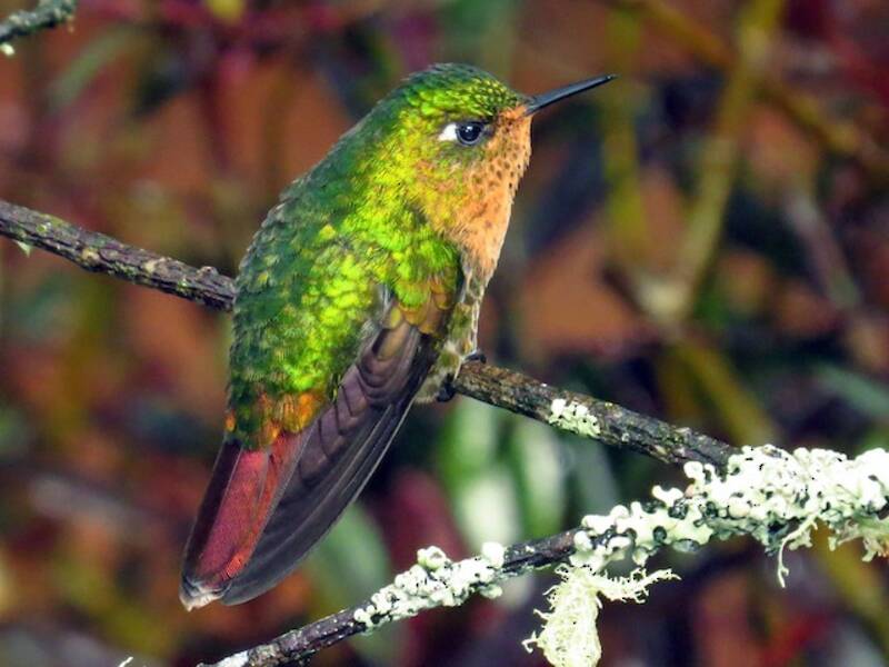 Tyrian Metaltail, 照片 3
