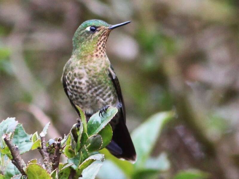 Tyrian Metaltail, 照片 4