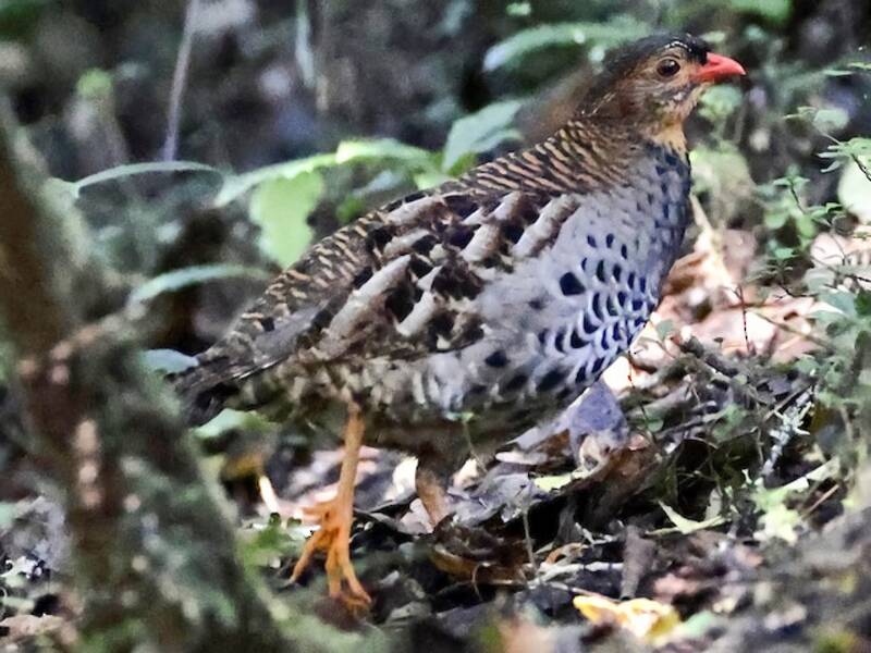 Pernice di Udzungwa, Foto 2