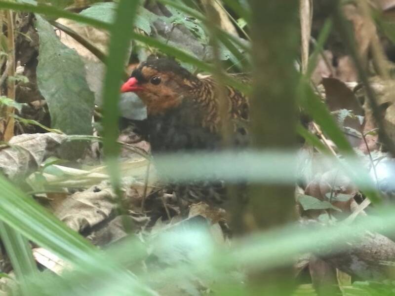 Pernice di Udzungwa, Foto 3