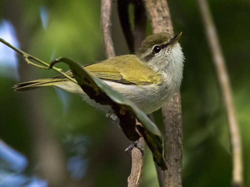 Mosquitero de Uganda, Fotos 3