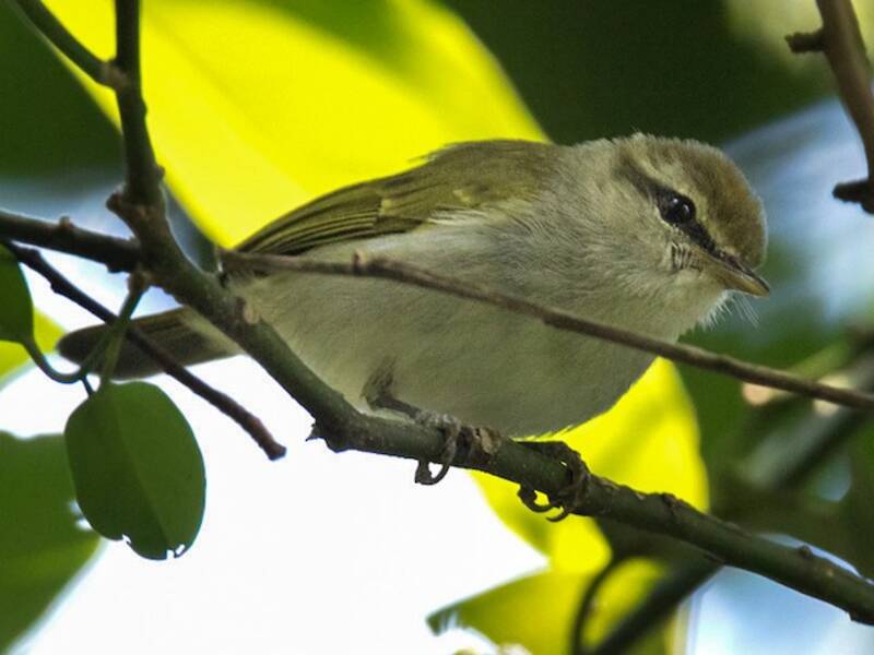 Uganda Woodland-Warbler