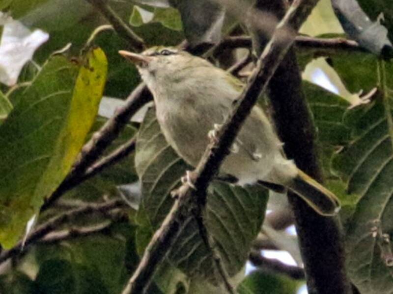 Mosquitero de Uganda, Fotos 2