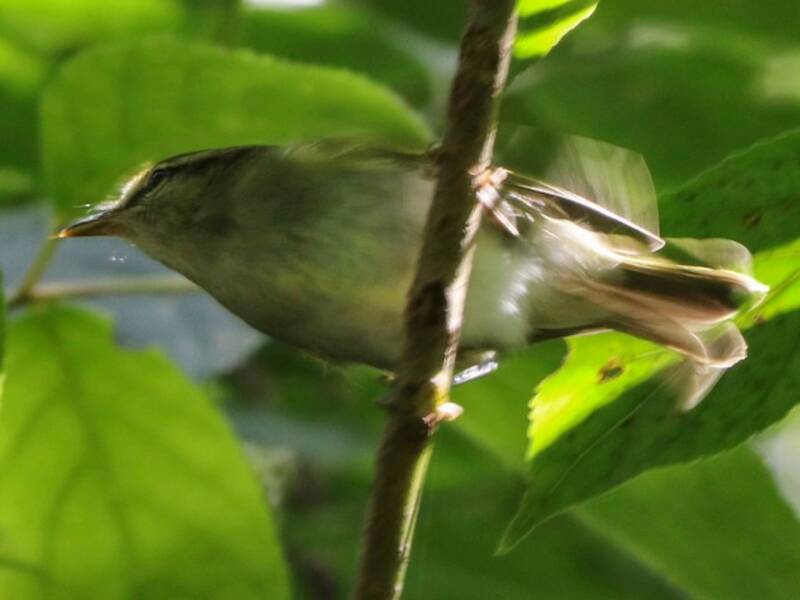 Mosquitero de Uganda, Fotos 4
