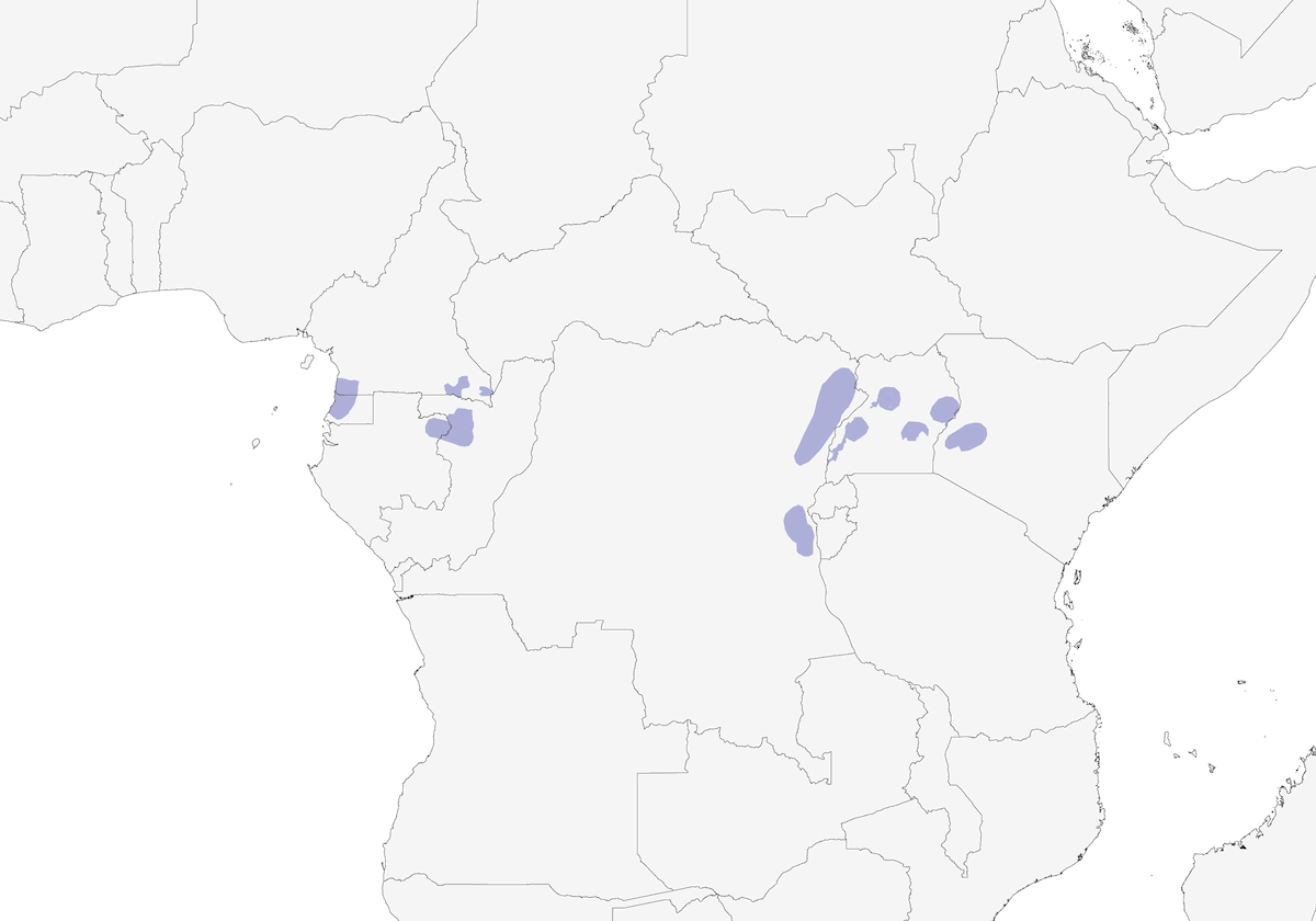 Mosquitero de Uganda, Distribución 1