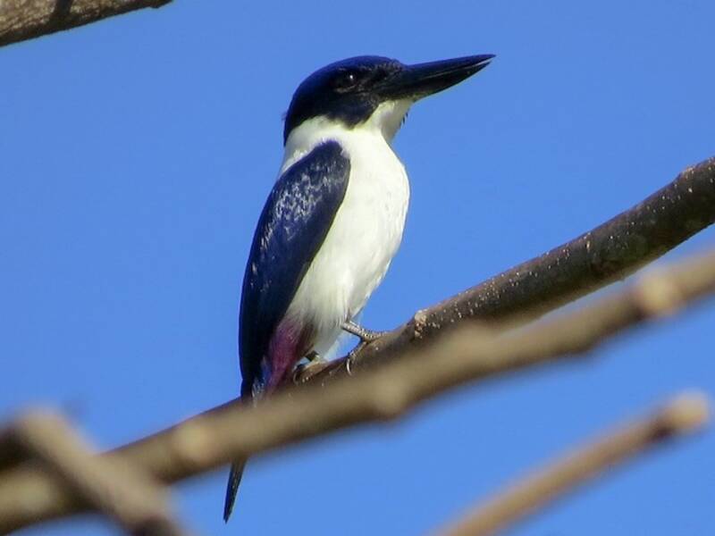 Ultramarine Kingfisher, Photos 3