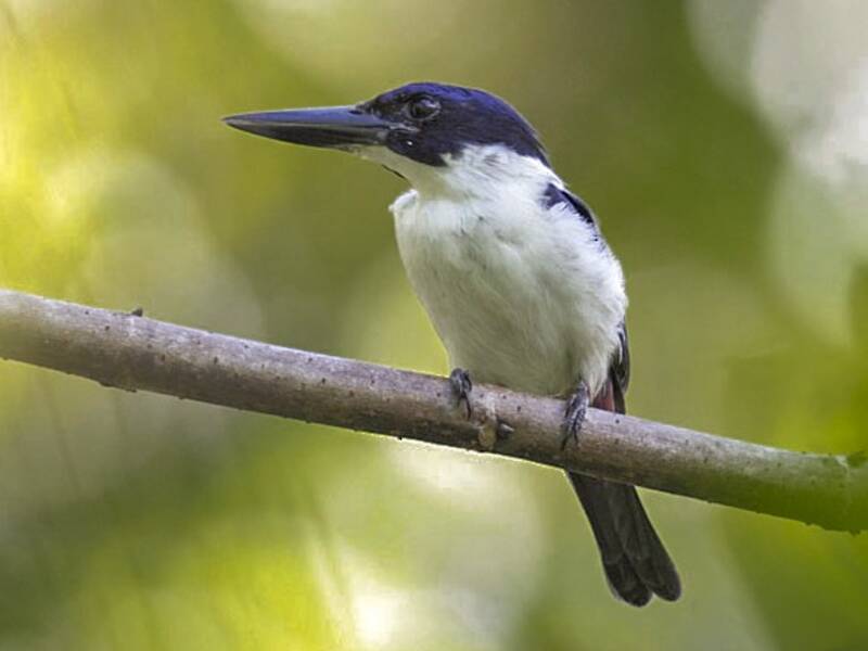 Ultramarine Kingfisher, Photos 4