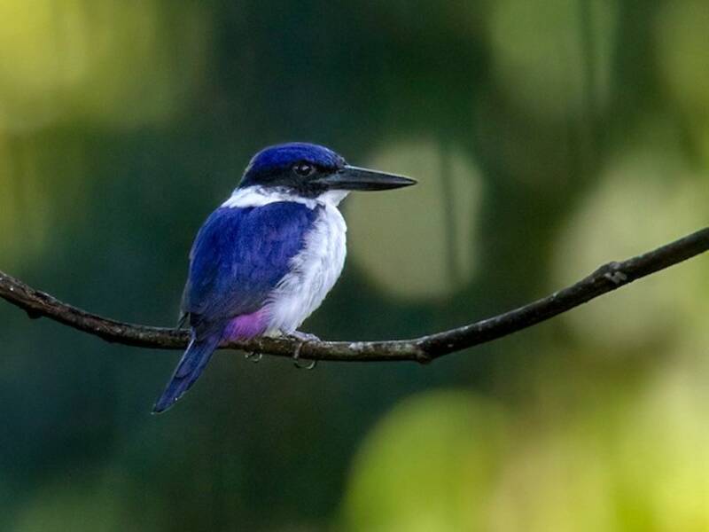 Ultramarine Kingfisher, Photos 2