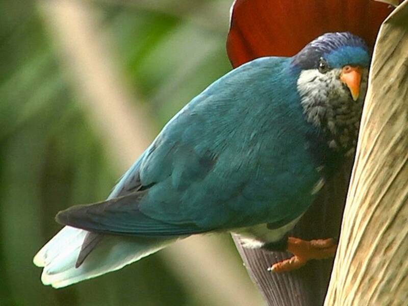 Lorichetto oltremare, Foto 3