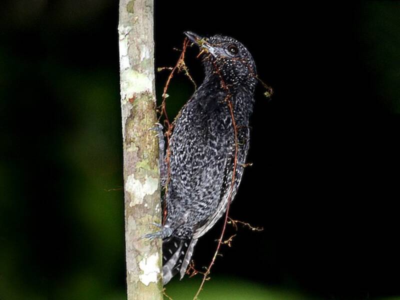 Undulated Antshrike