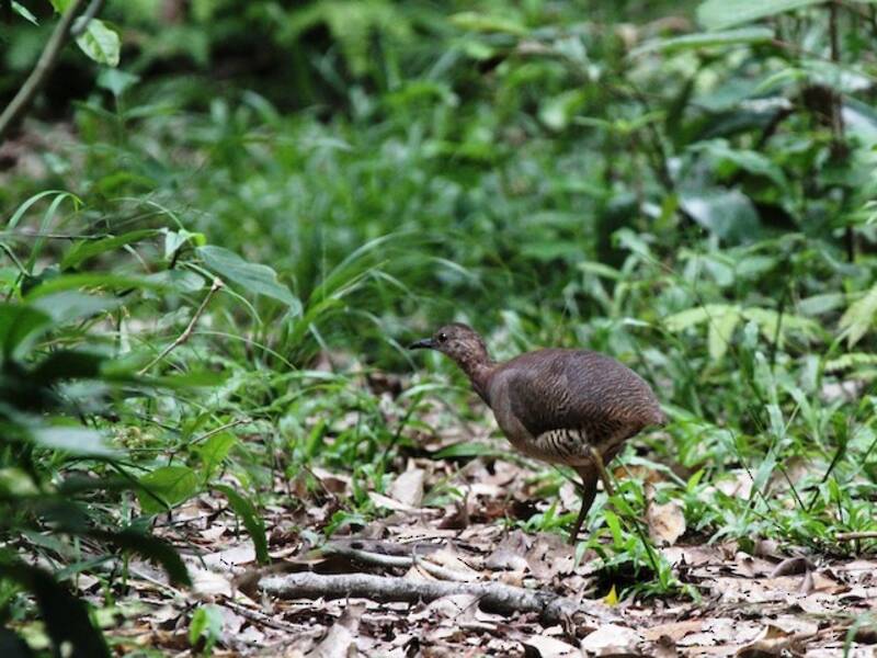 Tinamou ondulé