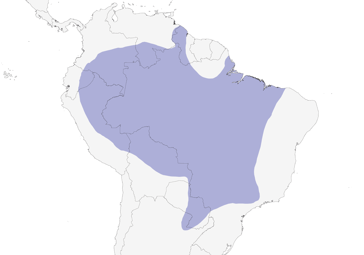 Tinamo Ondulado, Distribución 1