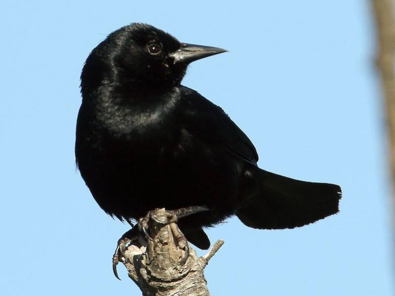 Tordo Unicolor