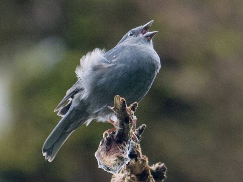 Uniform Finch, Photos 2