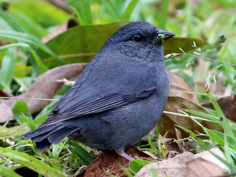 Uniform Finch, Photos 3