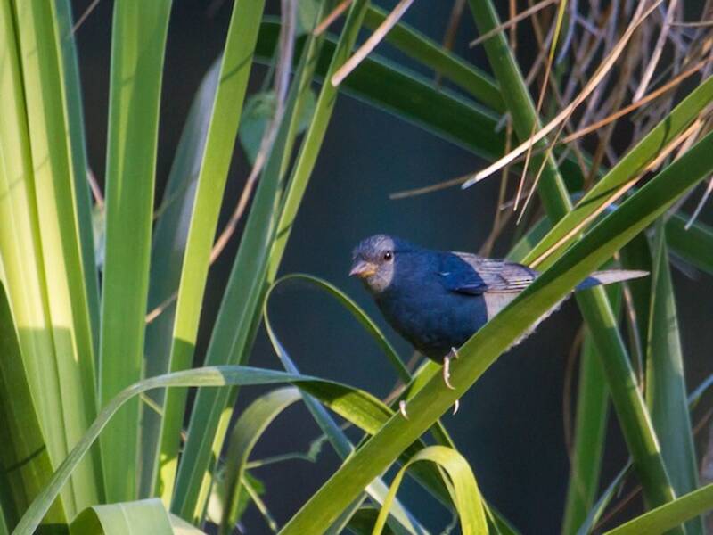 Uniform Finch, Photos 4