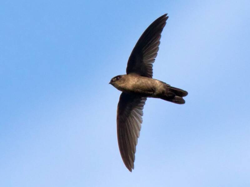 Uniform Swiftlet, 照片 3
