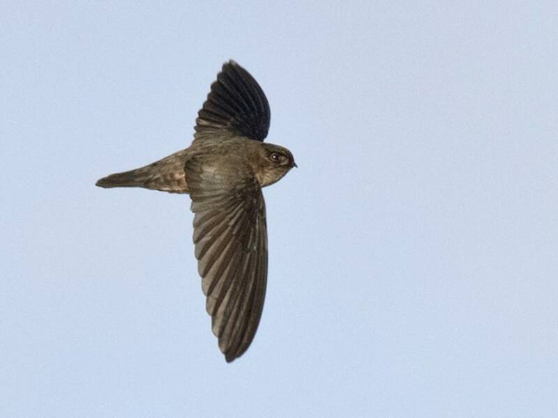 Uniform Swiftlet, 照片 4