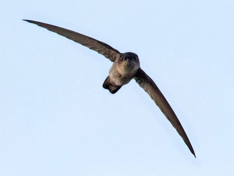 Uniform Swiftlet, 照片 2