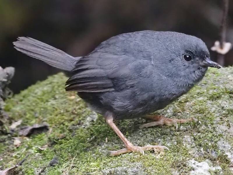 Einfarbtapaculo, Fotos 2