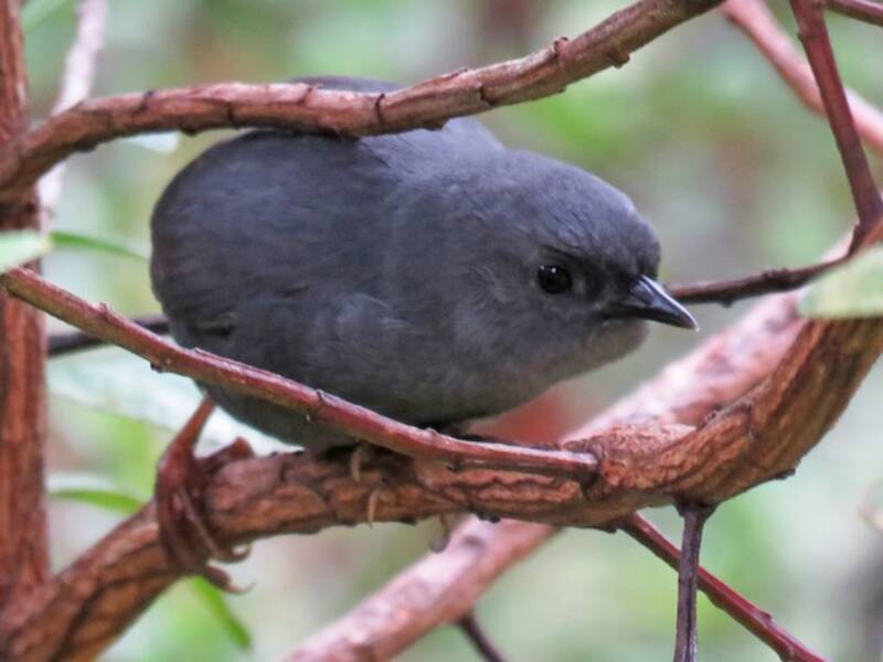 Einfarbtapaculo, Fotos 4