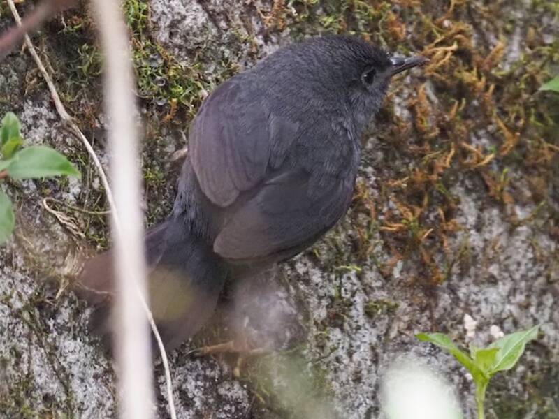 Einfarbtapaculo, Fotos 3