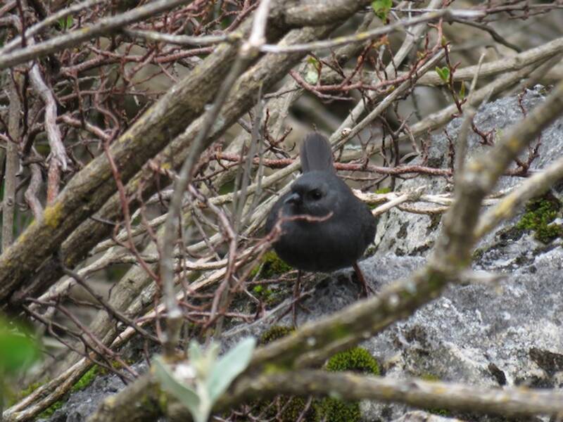 Einfarbtapaculo