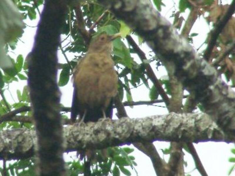 Zorzal Unicolor