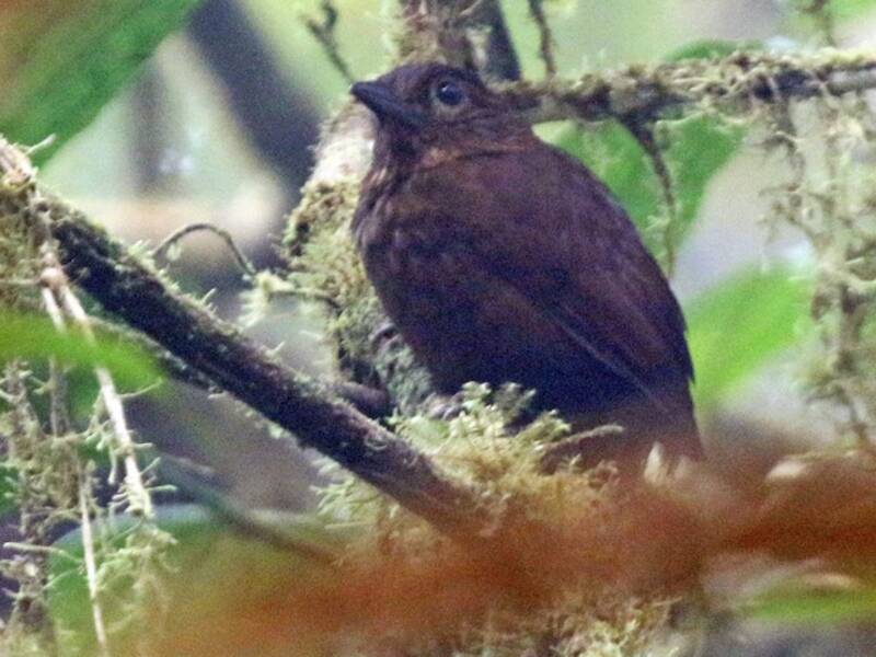 Cacciatore di alberi uniforme, Foto 2