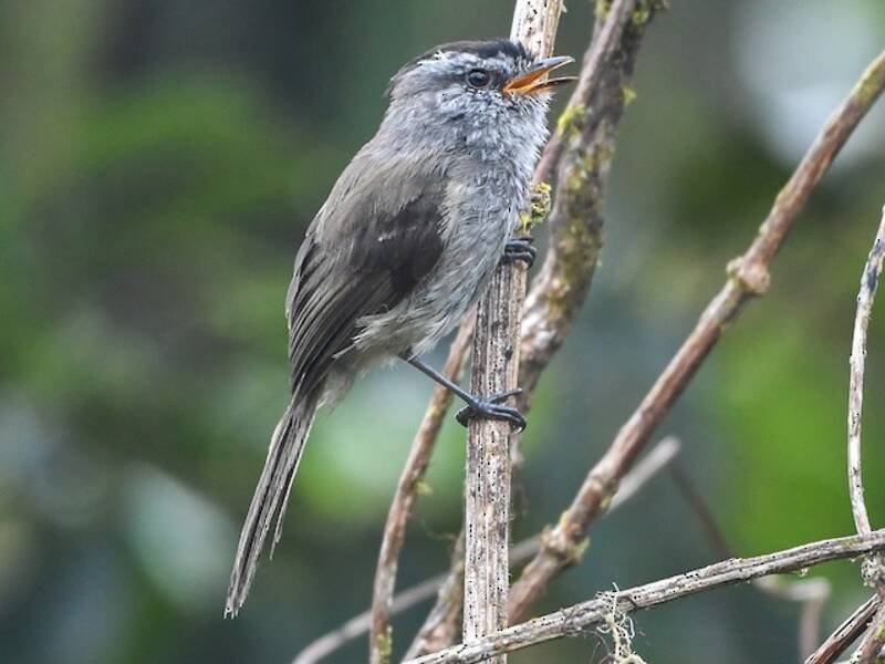 Unstreaked Tit-Tyrant, 照片 2