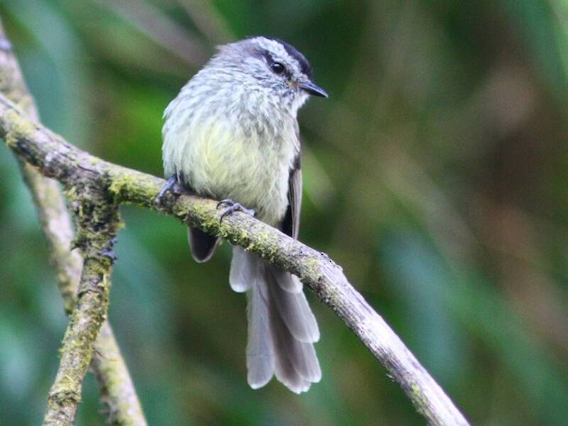 Unstreaked Tit-Tyrant, 照片 4