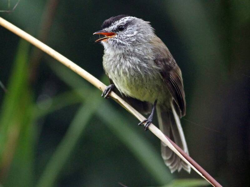 Unstreaked Tit-Tyrant, 照片 3