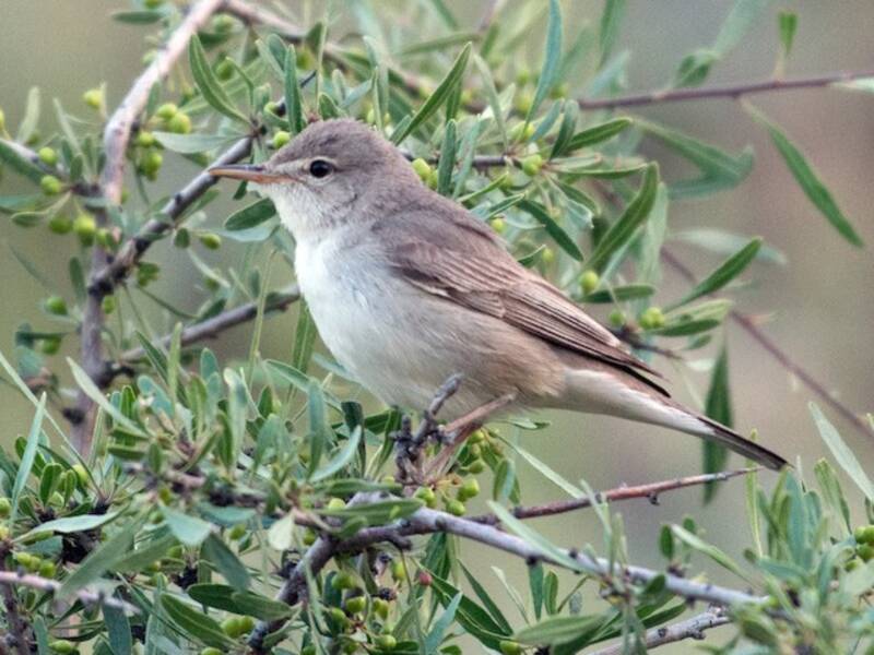 Upcher's Warbler