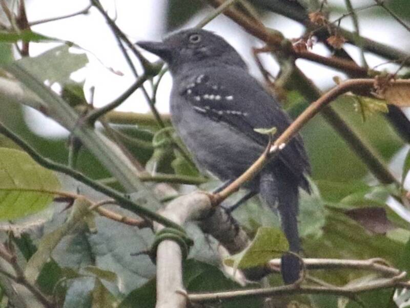 Upland Antshrike