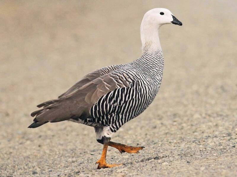 Upland Goose, 照片 3