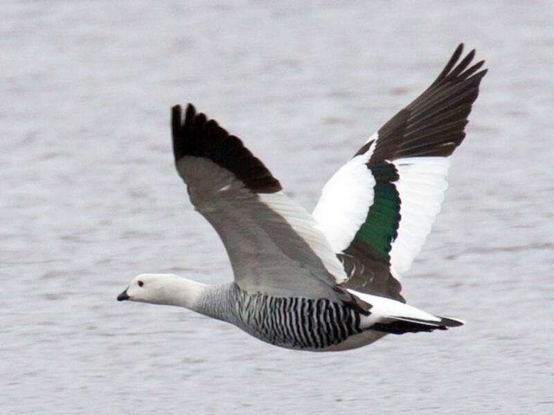 Upland Goose, 照片 2