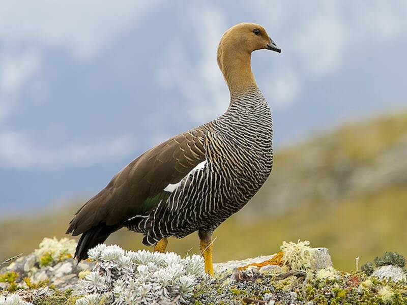 Upland Goose, 照片 4