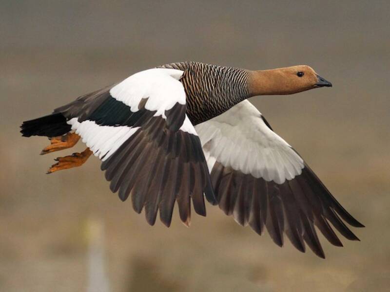 Upland Goose (Chloephaga picta)