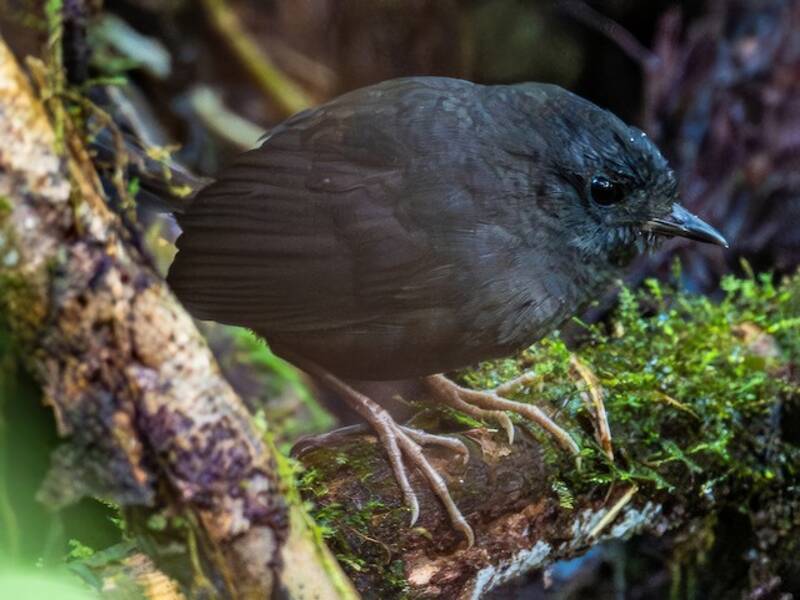 Tapaculo di Magdalena, Foto 4