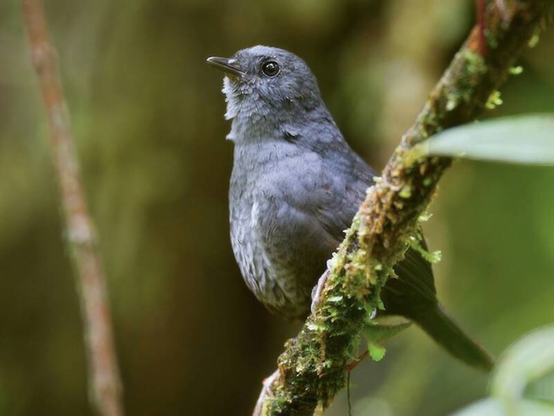 Tapaculo di Magdalena, Foto 3