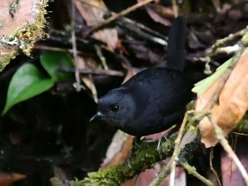 Magdalena-Tapaculo