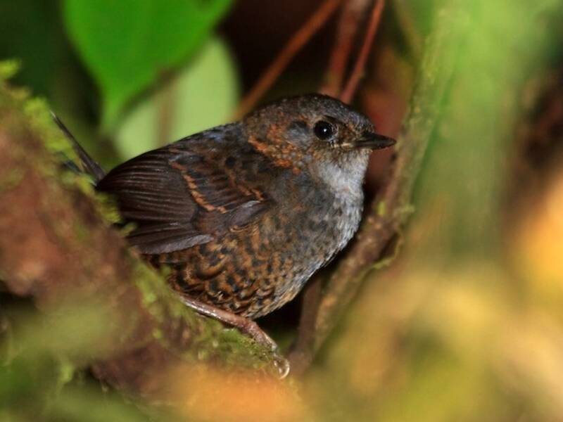 Tapaculo di Magdalena, Foto 2