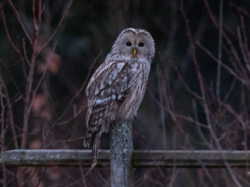 Ural Owl (Strix uralensis)