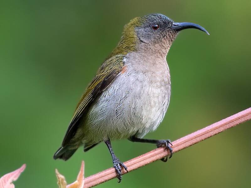 Ursula's Sunbird, Photos 3