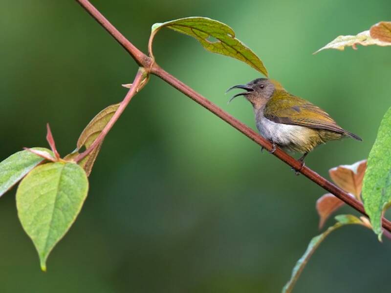 Ursula's Sunbird, Photos 2