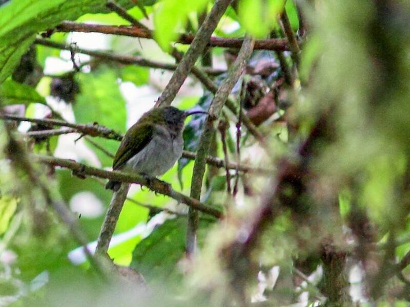 Ursula's Sunbird, Photos 4